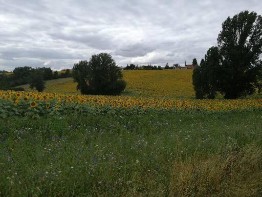 Domaine De Cayre Bed & Breakfast Mervilla Exterior photo